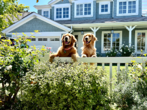 two golden retriever dogs standing on a grassy front lawn with their paws on a white picket fence